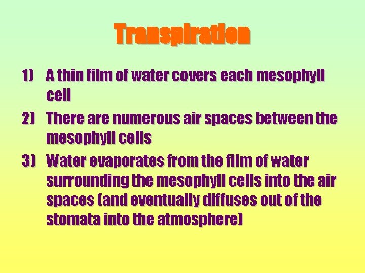 Transpiration 1) A thin film of water covers each mesophyll cell 2) There are