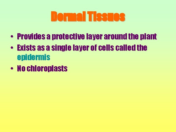 Dermal Tissues • Provides a protective layer around the plant • Exists as a