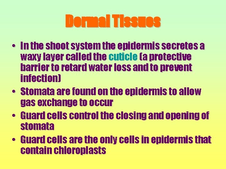 Dermal Tissues • In the shoot system the epidermis secretes a waxy layer called