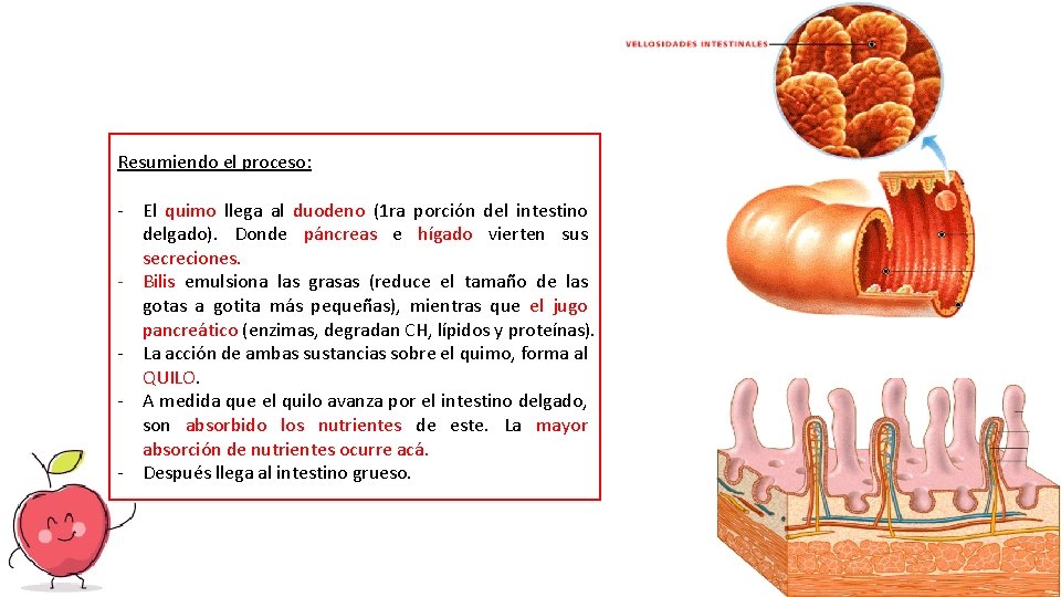 Resumiendo el proceso: - El quimo llega al duodeno (1 ra porción del intestino