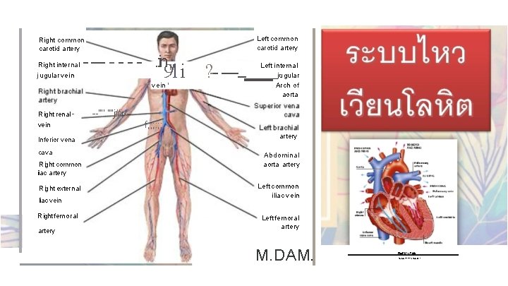 Left common carotid artery R ight common carotid artery R ig ht inter na.