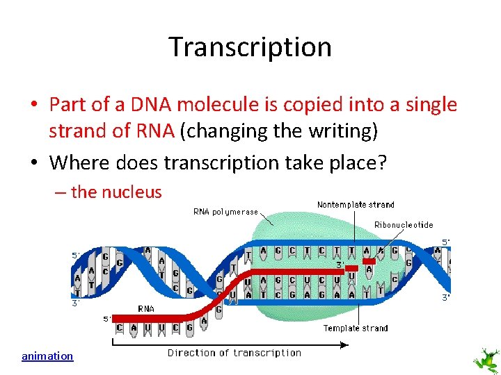 Transcription • Part of a DNA molecule is copied into a single strand of