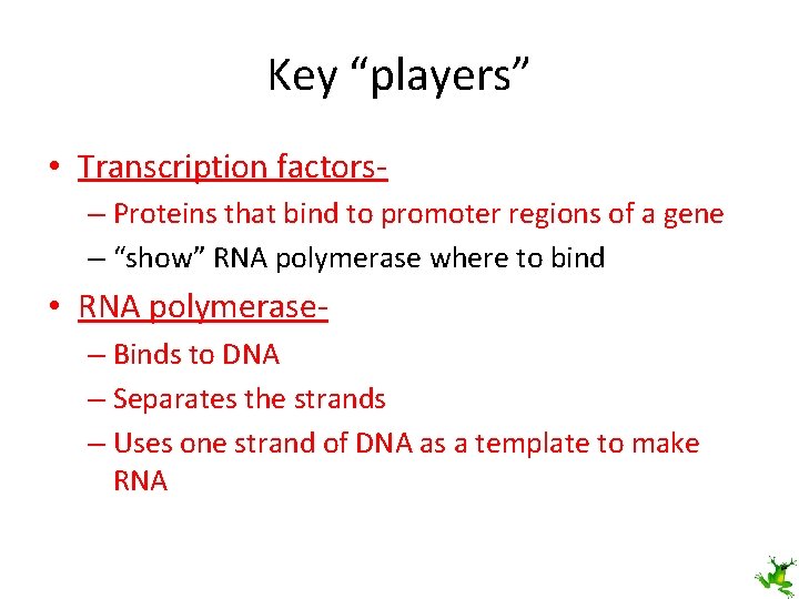 Key “players” • Transcription factors– Proteins that bind to promoter regions of a gene
