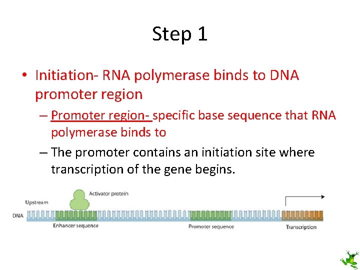 Step 1 • Initiation- RNA polymerase binds to DNA promoter region – Promoter region-
