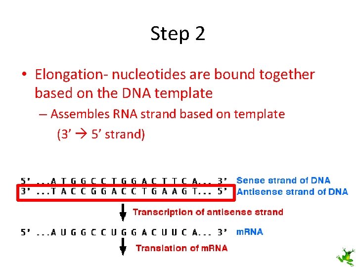 Step 2 • Elongation- nucleotides are bound together based on the DNA template –