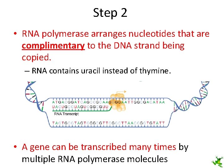 Step 2 • RNA polymerase arranges nucleotides that are complimentary to the DNA strand