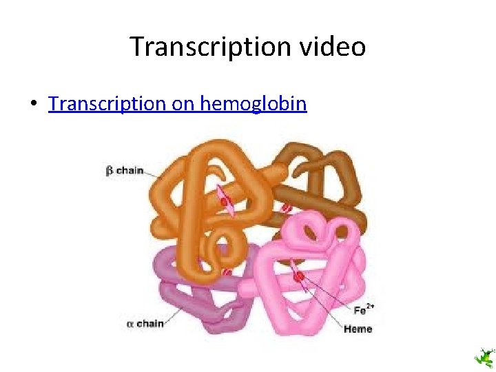 Transcription video • Transcription on hemoglobin 
