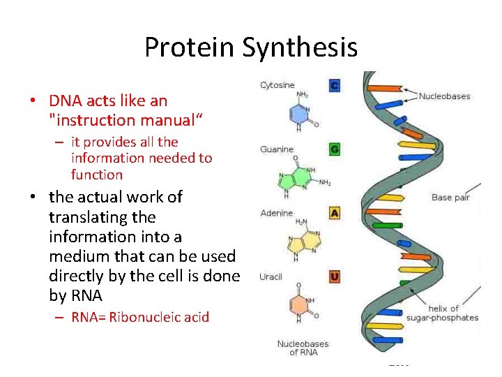 Protein Synthesis • DNA acts like an "instruction manual“ – it provides all the