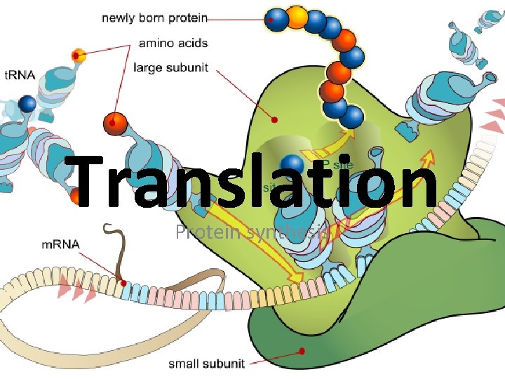 Translation Protein synthesis 