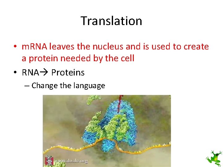 Translation • m. RNA leaves the nucleus and is used to create a protein