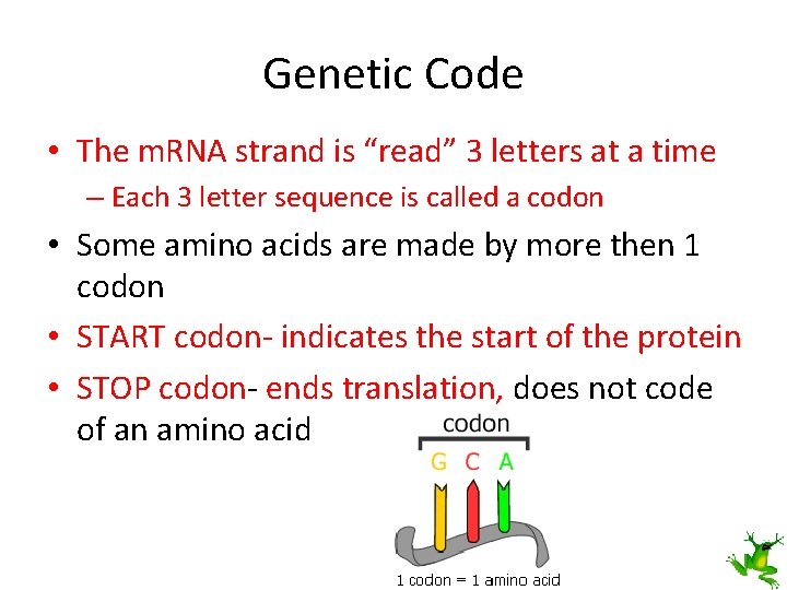 Genetic Code • The m. RNA strand is “read” 3 letters at a time