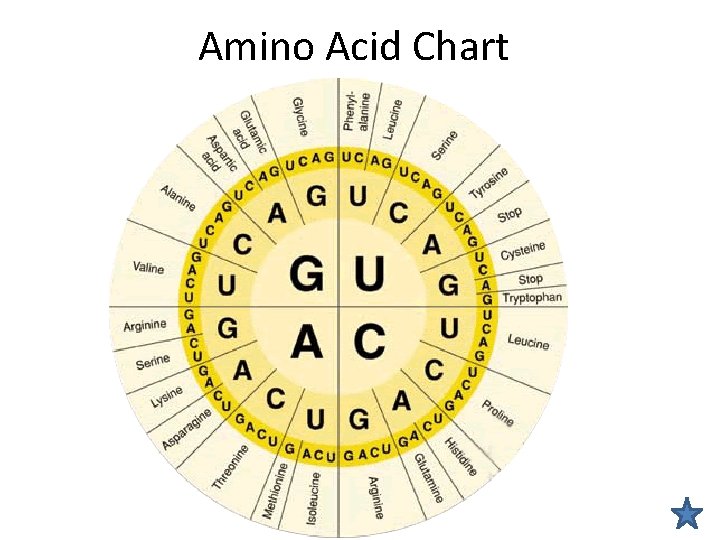 Amino Acid Chart 