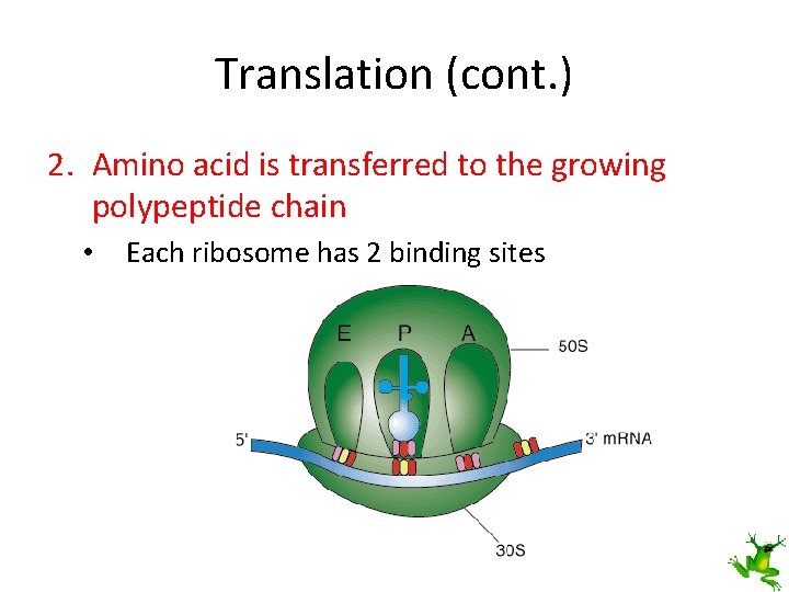 Translation (cont. ) 2. Amino acid is transferred to the growing polypeptide chain •