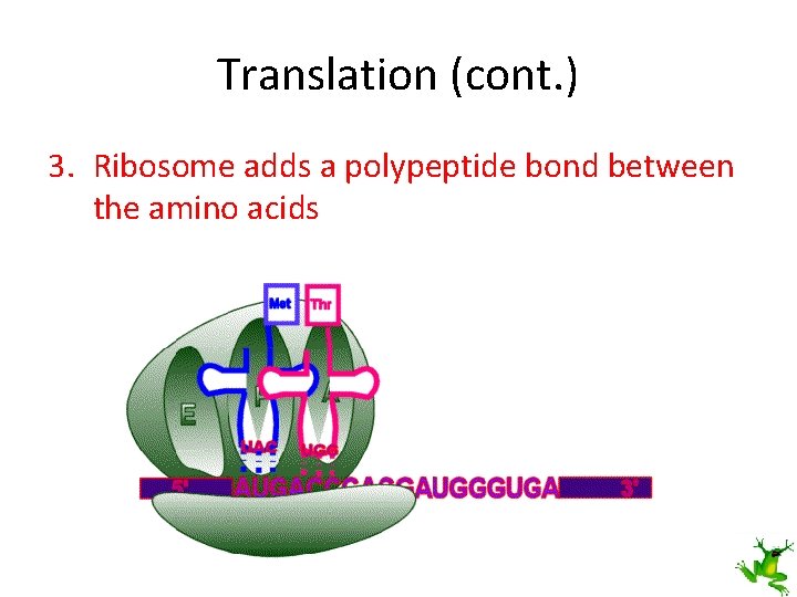 Translation (cont. ) 3. Ribosome adds a polypeptide bond between the amino acids 