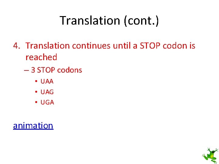 Translation (cont. ) 4. Translation continues until a STOP codon is reached – 3