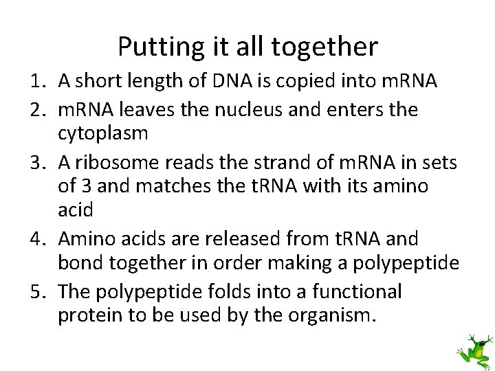 Putting it all together 1. A short length of DNA is copied into m.