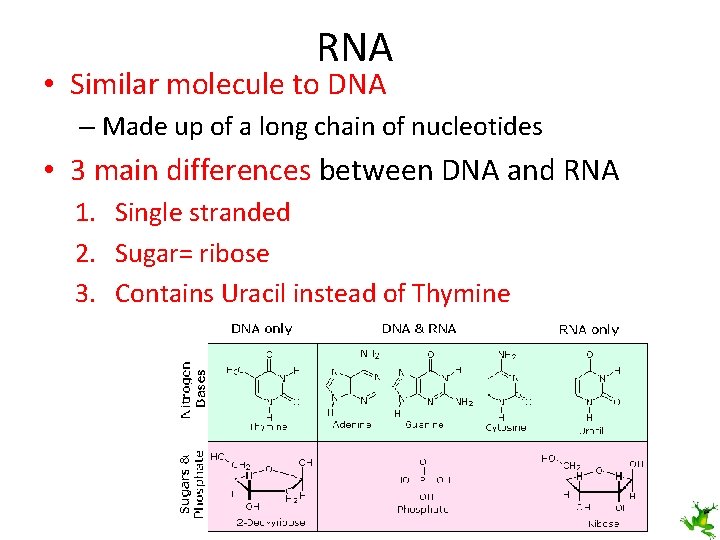 RNA • Similar molecule to DNA – Made up of a long chain of