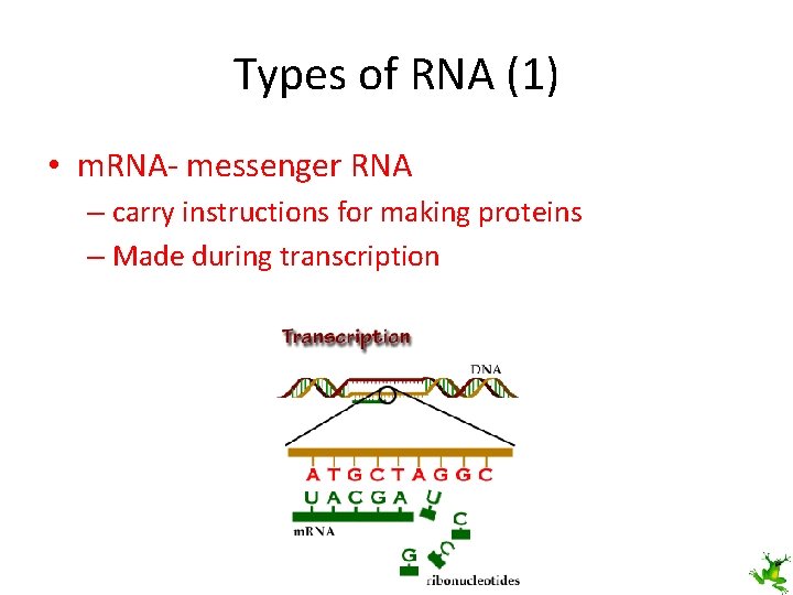 Types of RNA (1) • m. RNA- messenger RNA – carry instructions for making