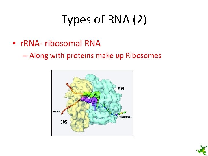 Types of RNA (2) • r. RNA- ribosomal RNA – Along with proteins make