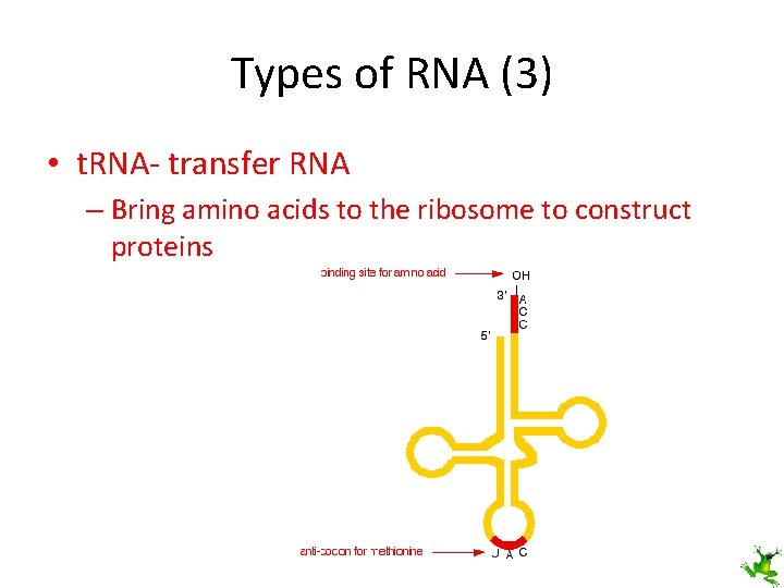 Types of RNA (3) • t. RNA- transfer RNA – Bring amino acids to