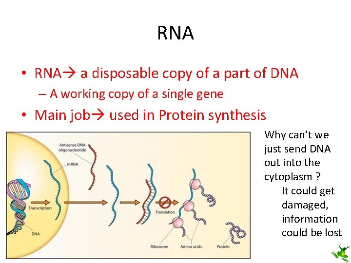 RNA • RNA a disposable copy of a part of DNA – A working