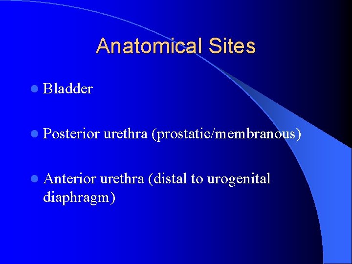 Anatomical Sites l Bladder l Posterior l Anterior urethra (prostatic/membranous) urethra (distal to urogenital