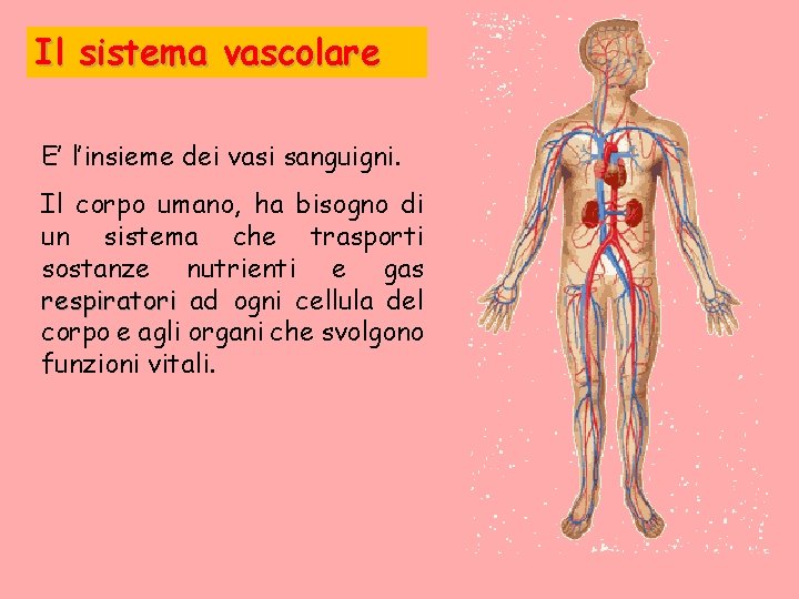 Il sistema vascolare E’ l’insieme dei vasi sanguigni. Il corpo umano, ha bisogno di