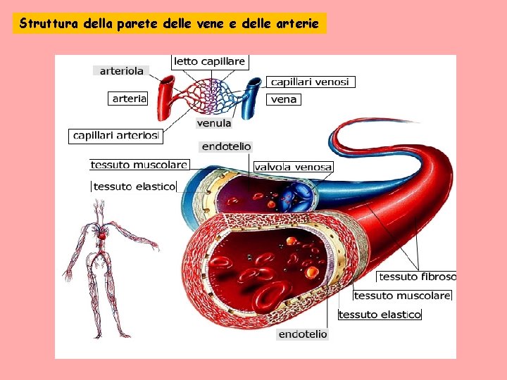 Struttura della parete delle vene e delle arterie 