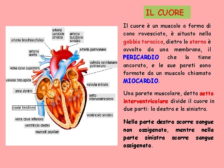 IL CUORE Il cuore è un muscolo a forma di cono rovesciato, è situato
