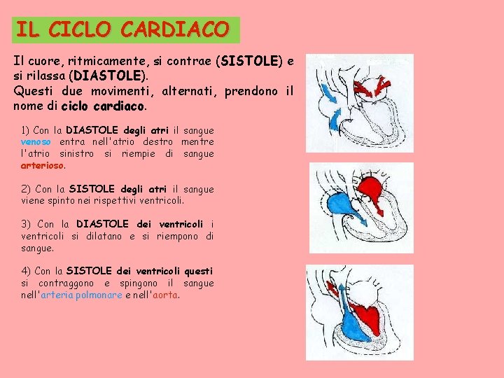 IL CICLO CARDIACO Il cuore, ritmicamente, si contrae (SISTOLE) e si rilassa (DIASTOLE). Questi