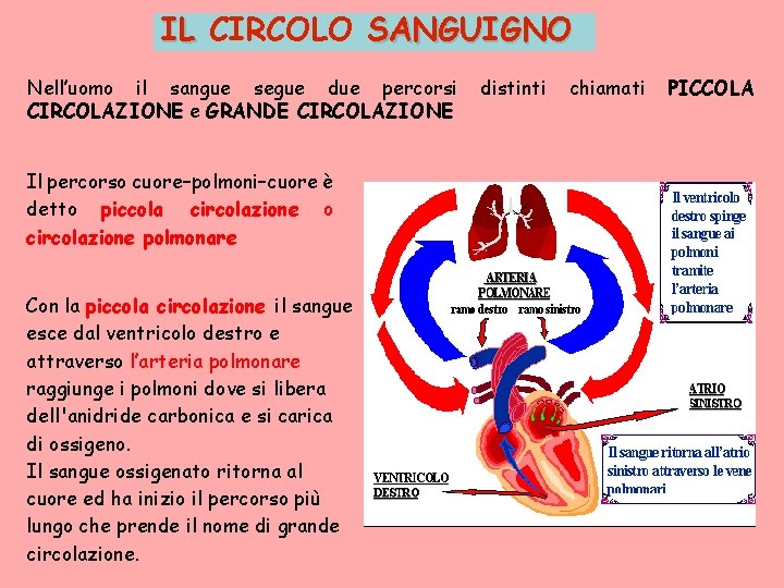 IL CIRCOLO SANGUIGNO Nell’uomo il sangue segue due percorsi CIRCOLAZIONE e GRANDE CIRCOLAZIONE Il