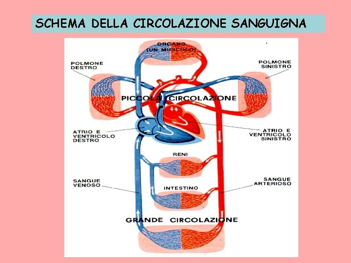 SCHEMA DELLA CIRCOLAZIONE SANGUIGNA 