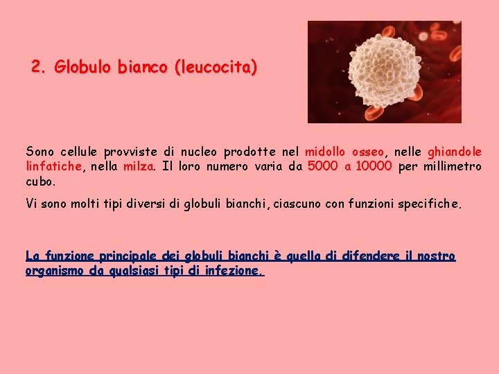 2. Globulo bianco (leucocita) Sono cellule provviste di nucleo prodotte nel midollo osseo, nelle