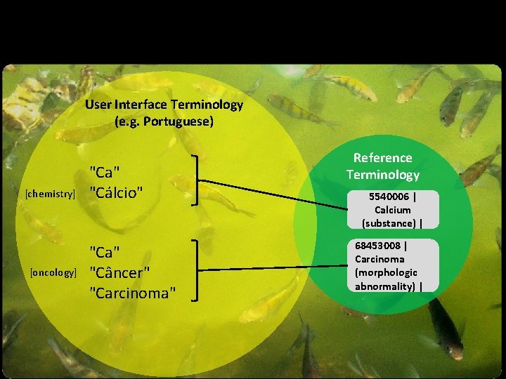 User Interface Terminology (e. g. Portuguese) [chemistry] [oncology] "Ca" "Cálcio" "Ca" "Câncer" "Carcinoma" Reference