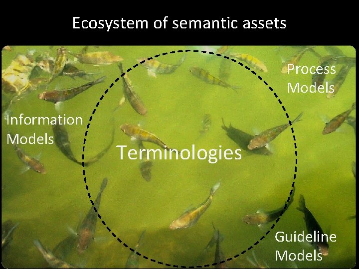 Ecosystem of semantic assets Process Models Information Models Terminologies Guideline Models 