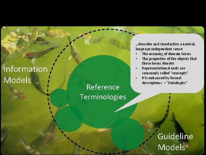 Information Models Reference Terminologies …describe and standardize a neutral, language-independent sense • The meaning