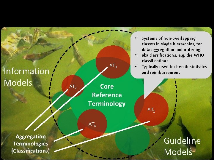  • • Information Models AT 3 AT 2 Core Reference Terminology • Systems