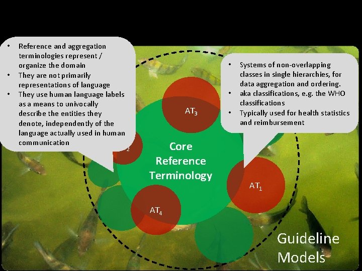 • • • Reference and aggregation terminologies represent / organize the domain They