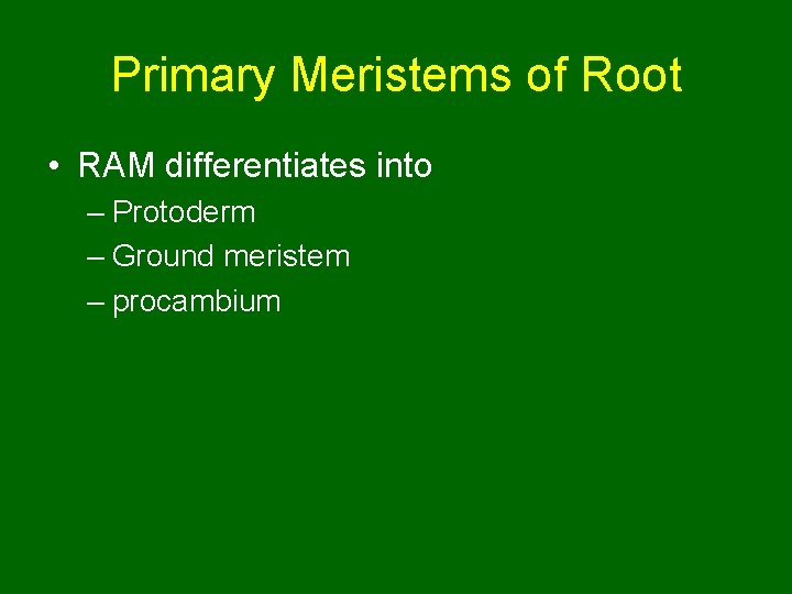 Primary Meristems of Root • RAM differentiates into – Protoderm – Ground meristem – Primary Meristems of Root • RAM differentiates into – Protoderm – Ground meristem –