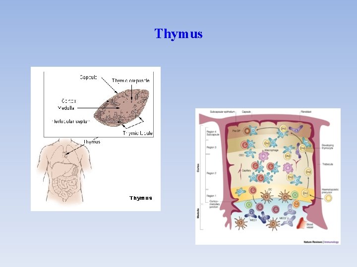 Thymus 