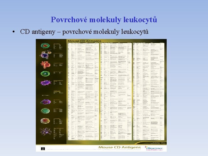 Povrchové molekuly leukocytů • CD antigeny – povrchové molekuly leukocytů 