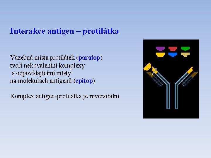 Interakce antigen – protilátka Vazebná místa protilátek (paratop) tvoří nekovalentní komplexy s odpovídajícími místy