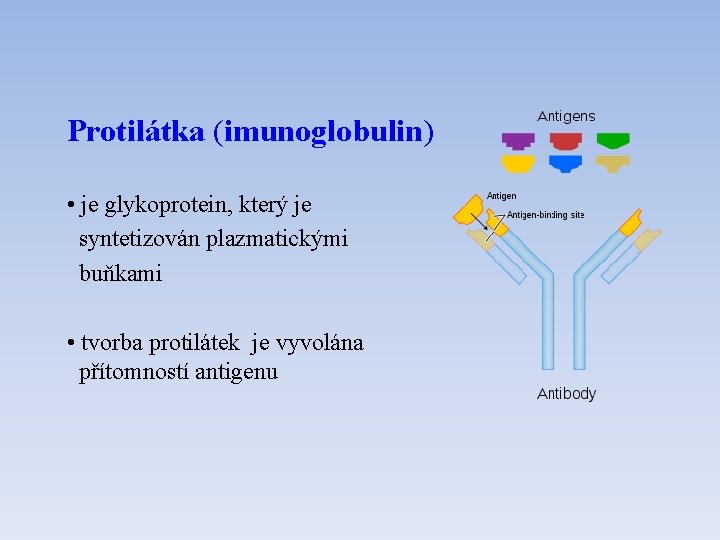 Protilátka (imunoglobulin) • je glykoprotein, který je syntetizován plazmatickými buňkami • tvorba protilátek je