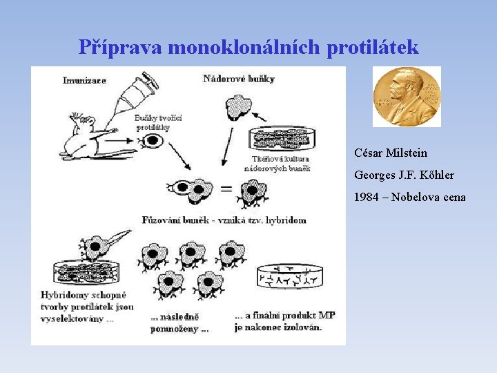 Příprava monoklonálních protilátek César Milstein Georges J. F. Kőhler 1984 – Nobelova cena 