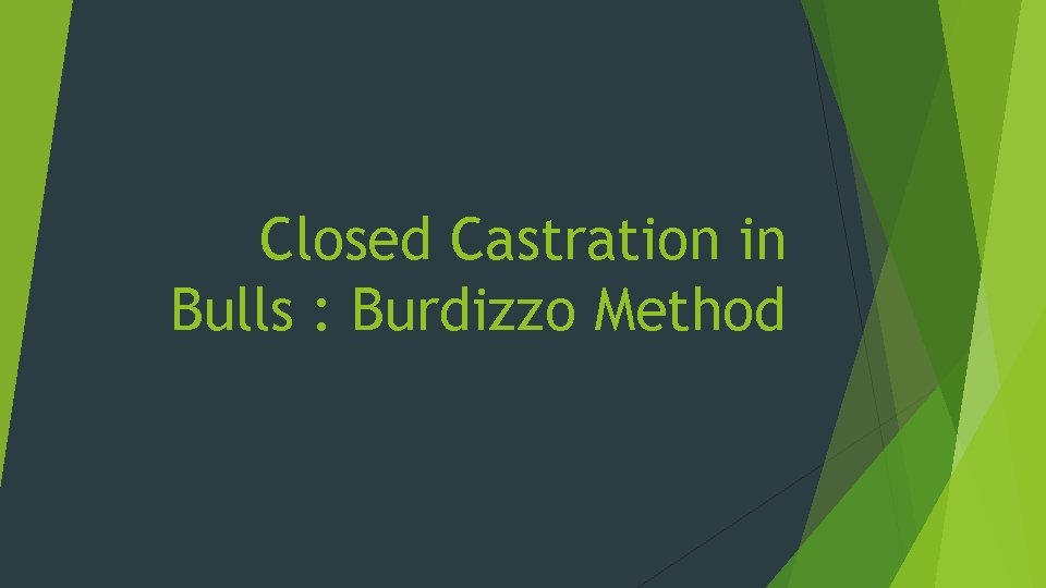 Closed Castration in Bulls : Burdizzo Method 