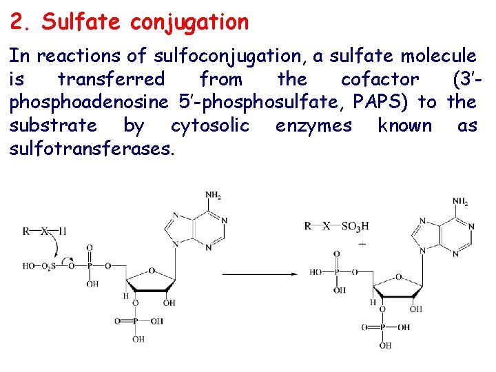 2. Sulfate conjugation In reactions of sulfoconjugation, a sulfate molecule is transferred from the