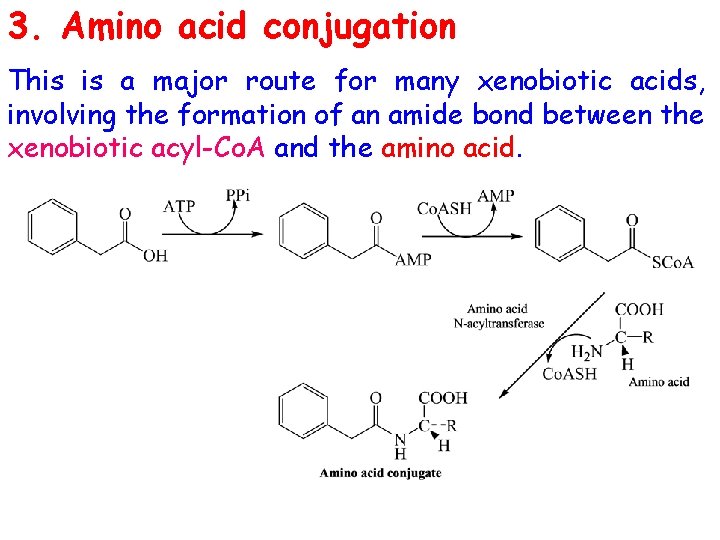 3. Amino acid conjugation This is a major route for many xenobiotic acids, involving