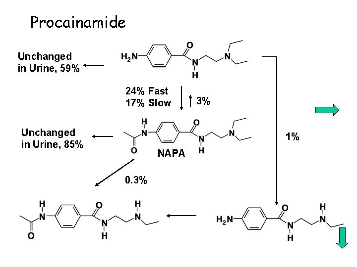 Procainamide Unchanged in Urine, 59% 24% Fast 17% Slow Unchanged in Urine, 85% 3%