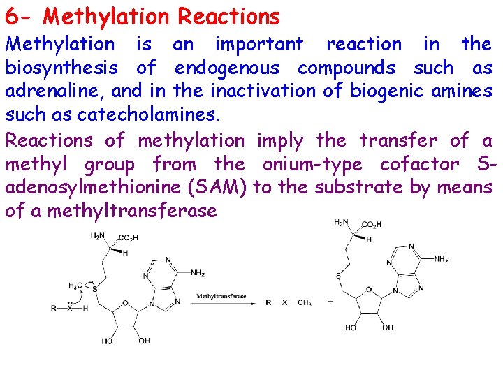 6 - Methylation Reactions Methylation is an important reaction in the biosynthesis of endogenous