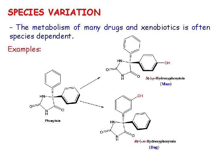 SPECIES VARIATION – The metabolism of many drugs and xenobiotics is often species dependent.